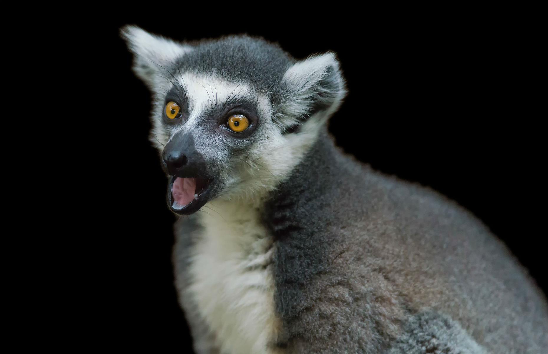 Aye-aye in Madagascar
